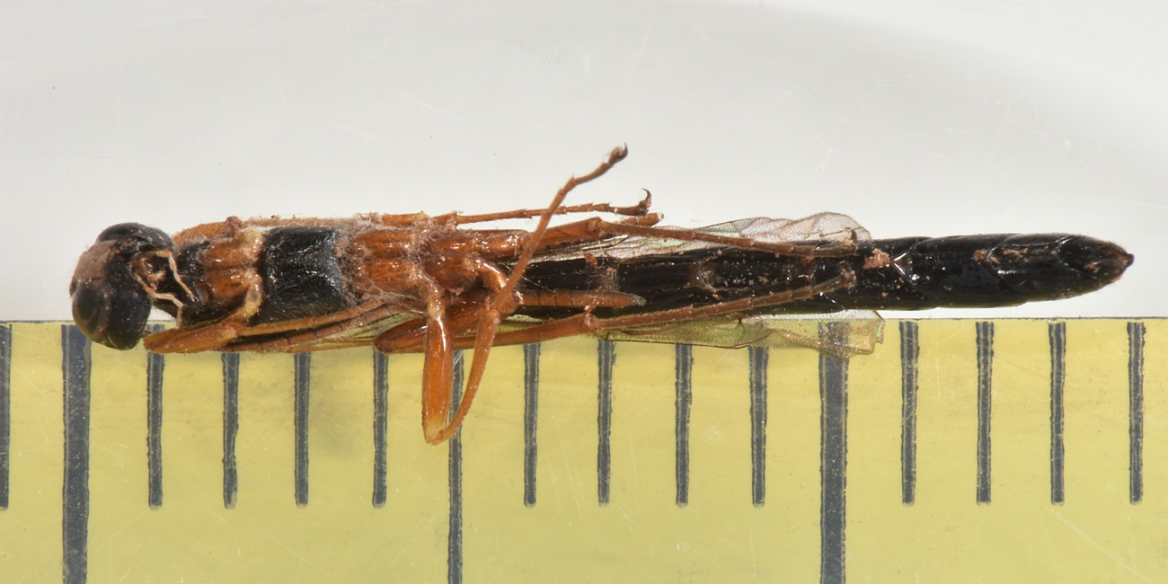 Cephidae, anzi no, Ichneumonidae